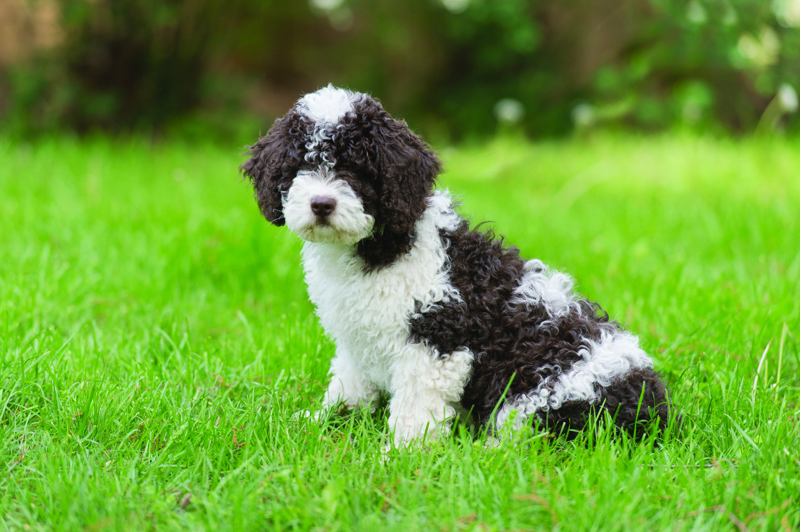 shutterstock_2089044751