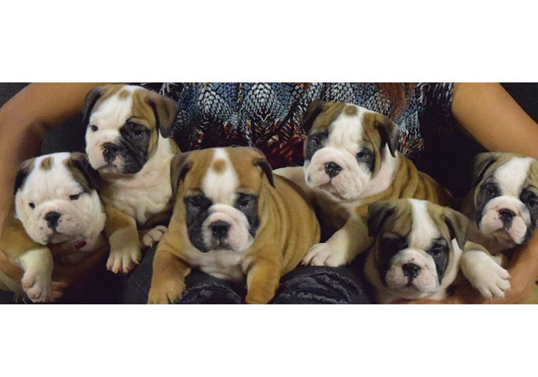 Breeder Gallery Large Image