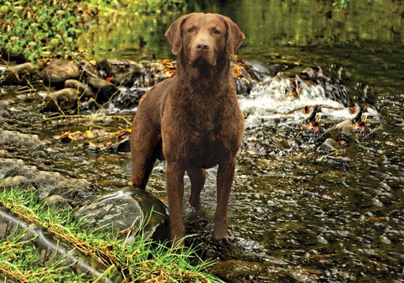 Breed Standard - Chesapeake Bay Retriever