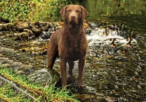 chesapeake_bay_retriever