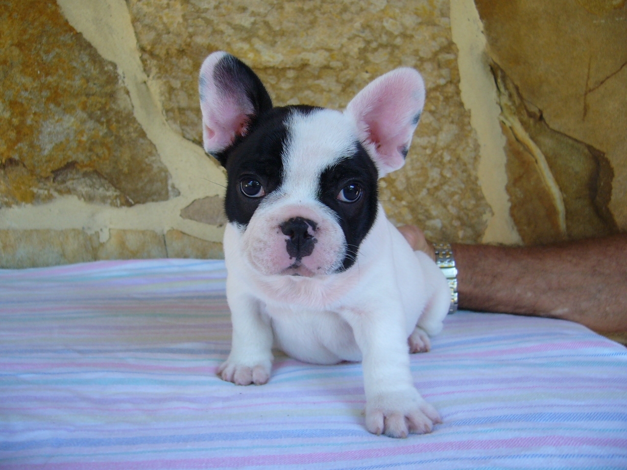 French Bulldog Puppy.JPG