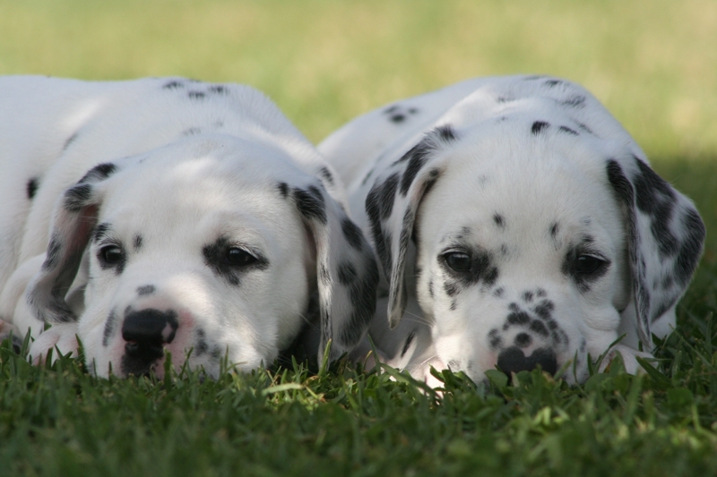 Dalmatian Pups