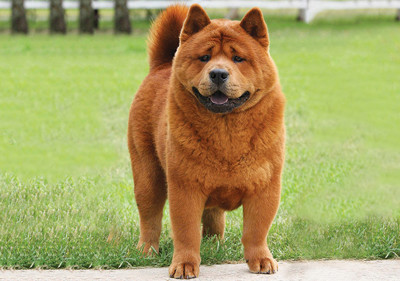 chow_chow__smooth_
