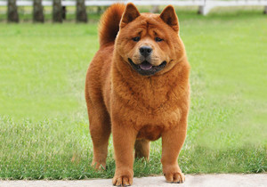 chow_chow__smooth_