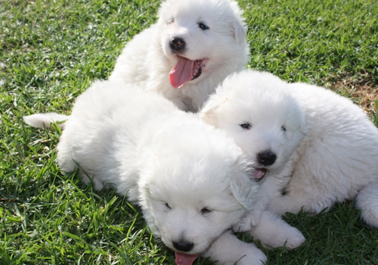 Breeder Gallery Large Image