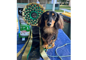 Breeder - Ms Karen Burgess
