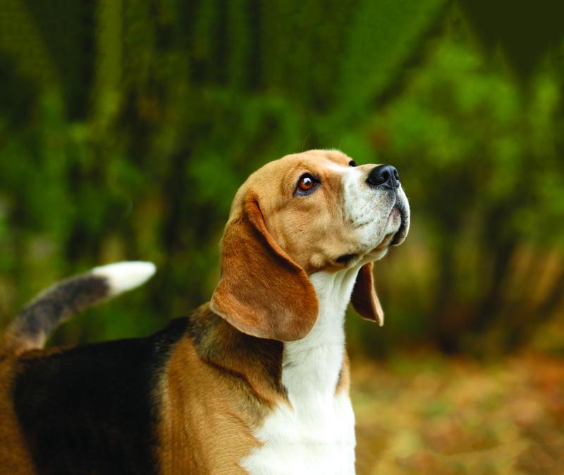 shutterstock_324393437