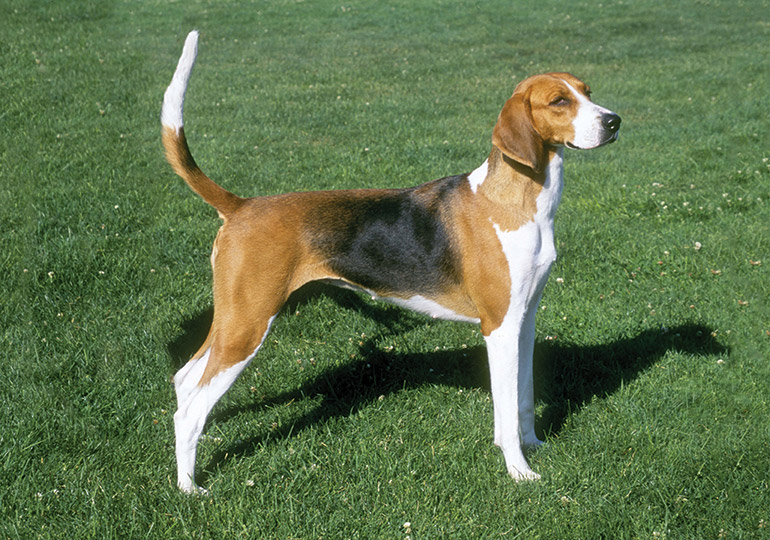 foxhound