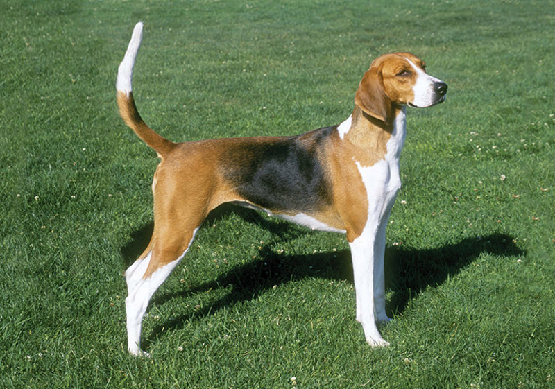 Breed Standard - Foxhound