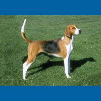 foxhound
