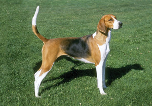 foxhound
