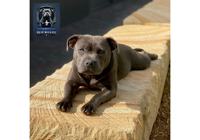 Breeder Gallery Large Image