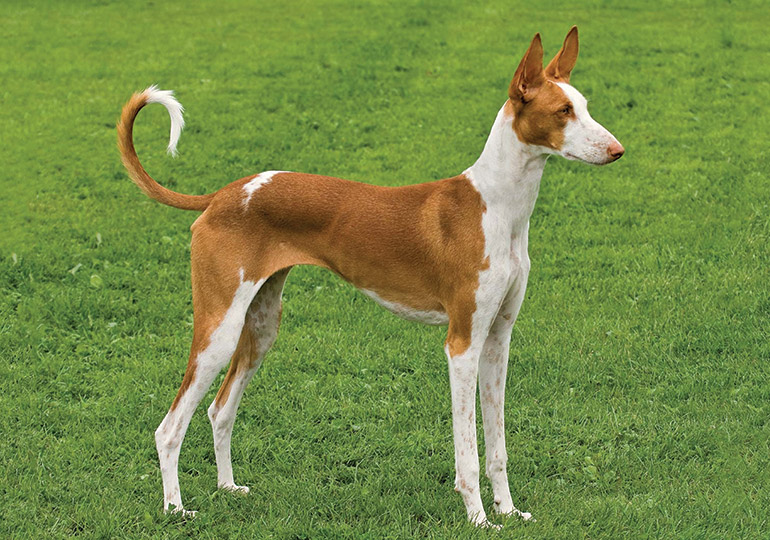 ibizan_hound