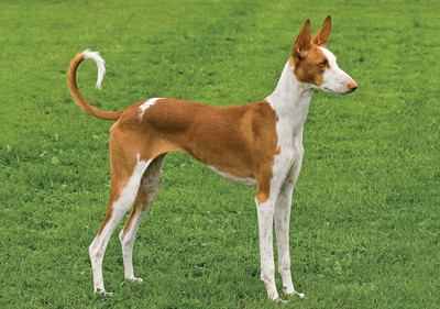 ibizan_hound