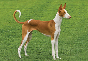 ibizan_hound