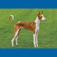 ibizan_hound