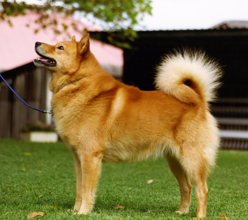 Finnish Spitz 3