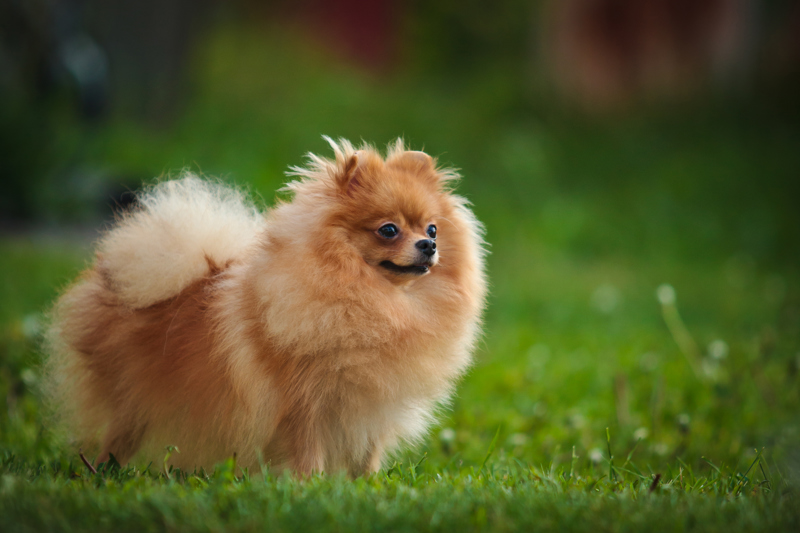 shutterstock_133144730