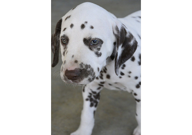 Breeder Gallery Large Image