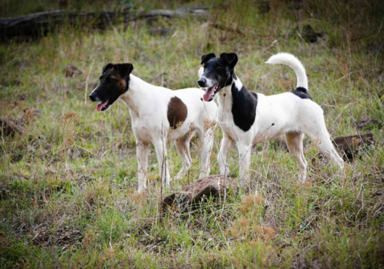 Breeder Gallery Large Image