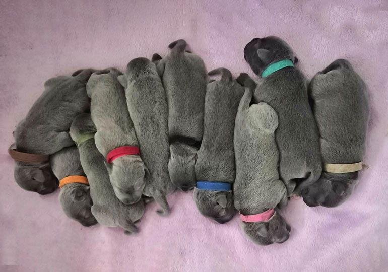 Breeder Gallery Large Image