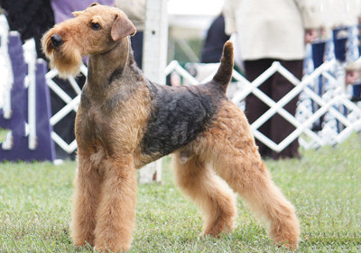 airedale_terrier