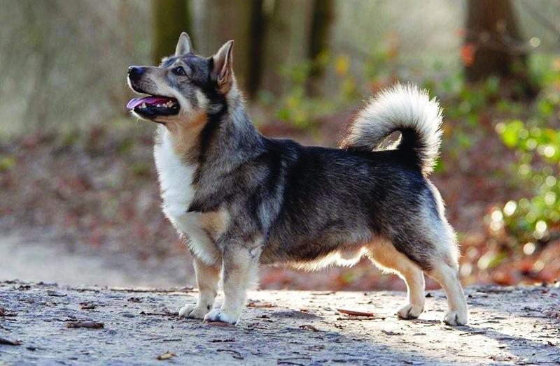 Swedish Vallhund