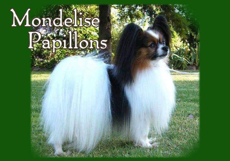Breeder - Mrs Sharon Spooner