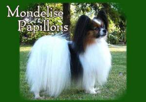 Breeder - Mrs Sharon Spooner