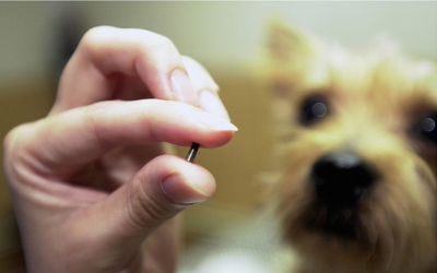 Microchip.jpg