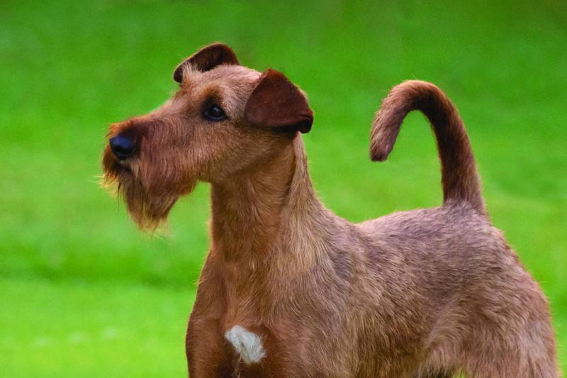 Diana Anderson Photography. Submitted by Liz Walmsley. Collaney .Rusty C