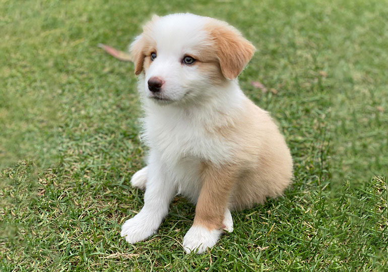 Breeder Gallery Large Image