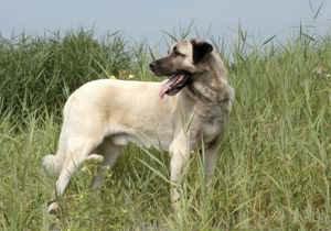 anatolian_shepherd_dog