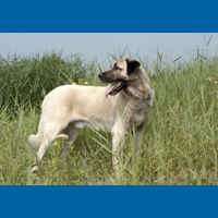 anatolian_shepherd_dog