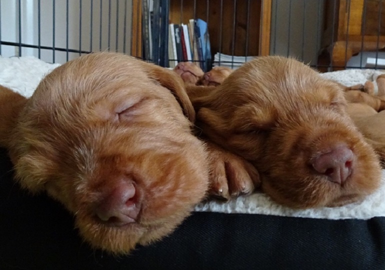 Breeder Gallery Large Image