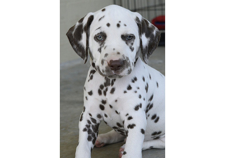 Breeder Gallery Large Image