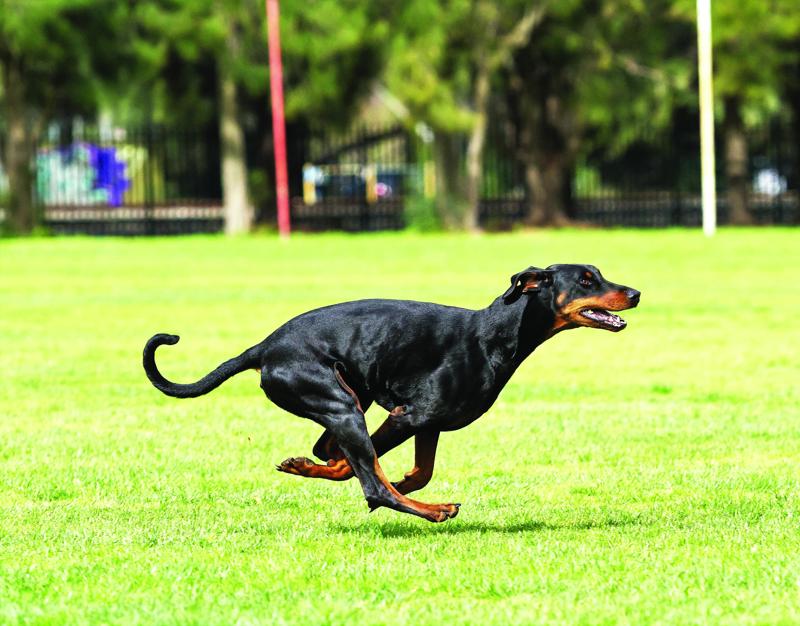 Anna Locke. Otto_ Lure Coursing 2 copy