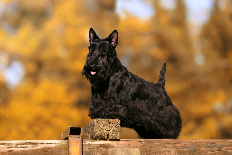 shutterstock_1550744174