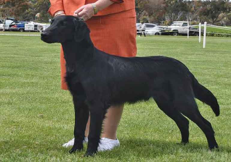 Breeder Gallery Large Image