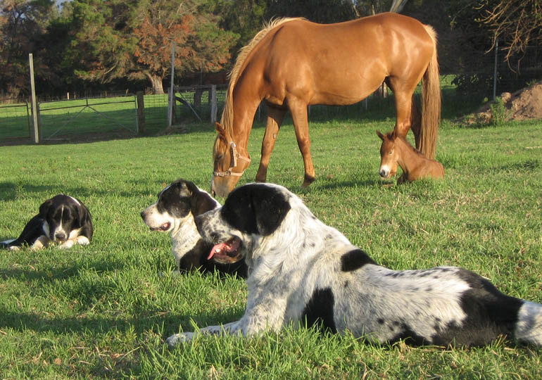 Breeder Gallery Large Image