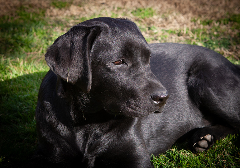 Breeder - Mr Geoff and Wendy Rozenberg