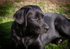 Breeder - Mr Geoff and Wendy Rozenberg