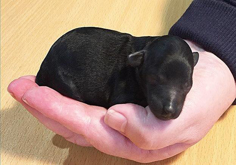 Breeder Gallery Large Image