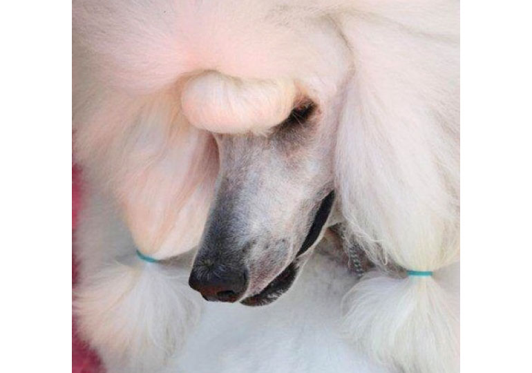 Breeder Gallery Large Image