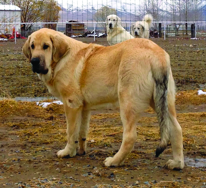 Spanish Mastiff