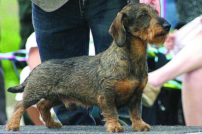1. Cabal Canine Candids. Wire haired