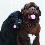 two newfoundlands