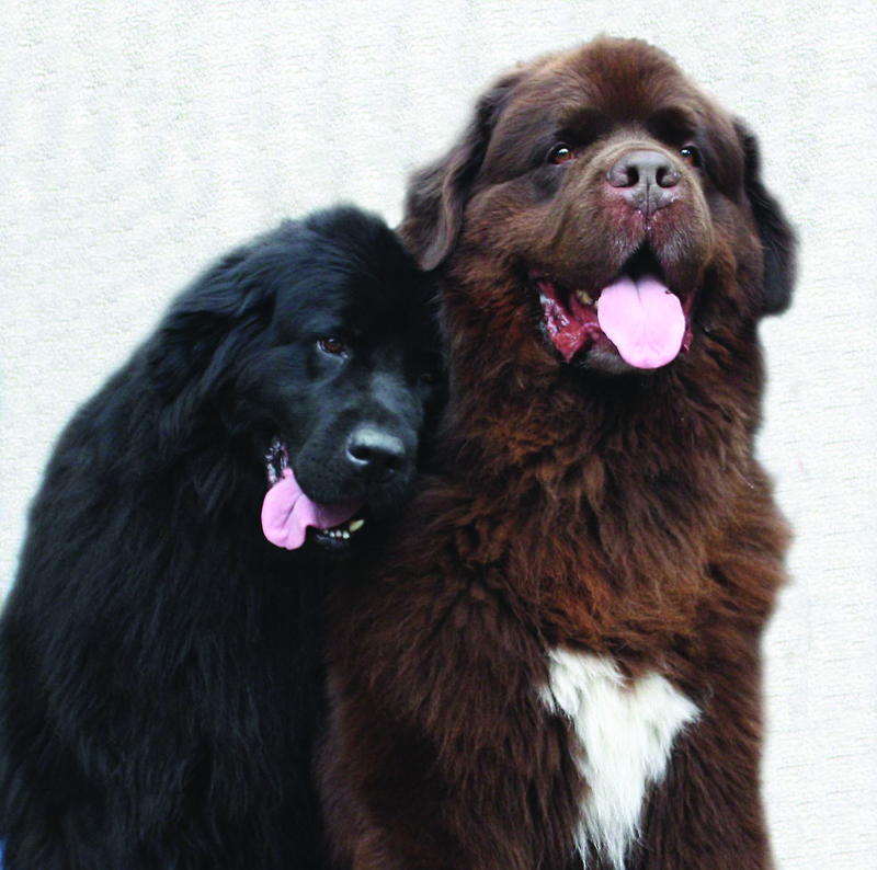 two newfoundlands