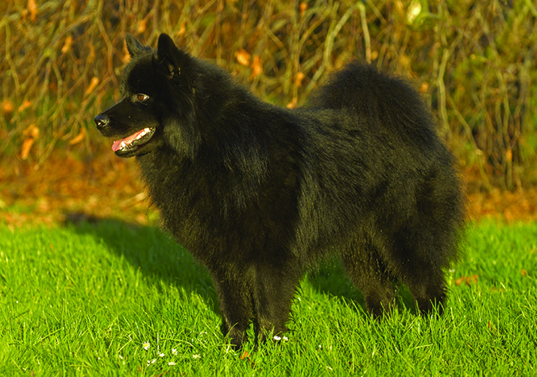 swedish_lapphund