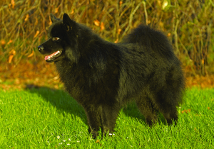 swedish_lapphund